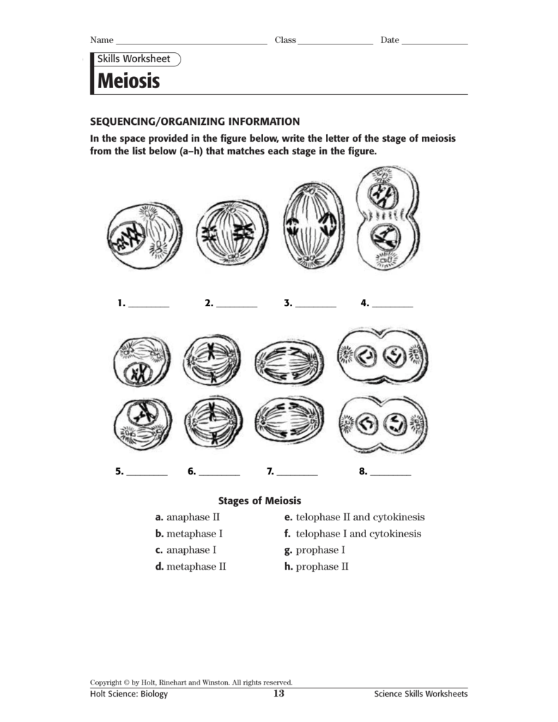 Meiosis Skills WS Within Meiosis Matching Worksheet Answer Key