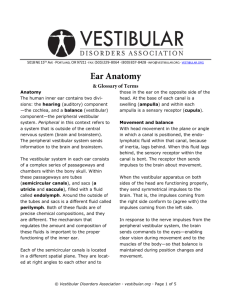 Ear Anatomy - Vestibular Disorders Association