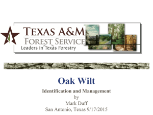 Oak Wilt - San Antonio Express-News