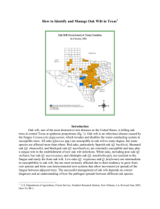 How to Identify and Manage Oak Wilt in Texas Fact Sheet