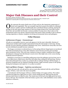 Major Oak Diseases and their Control