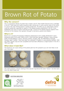 Brown rot of potato