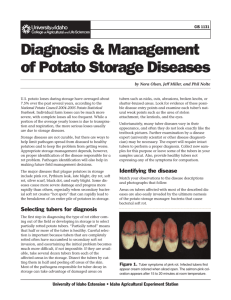 CIS1131 Potato Storage Disease