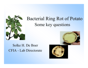 Bacterial Ring Rot of Potato