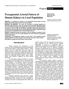 Presegmental Arterial Pattern of Human Kidneys in Local Population