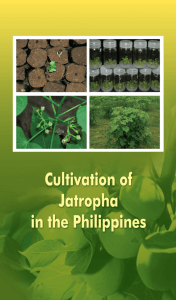 Cultivation of Jatropha in the Philippines