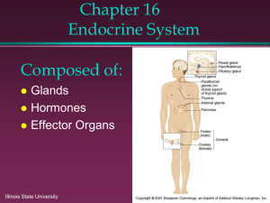 17. Functional Organization of the Endocrine System.