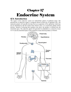 Endocrine System - Dr. Salah A. Martin