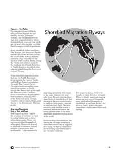 Shorebird Migration Flyways - Migration Science and Mystery