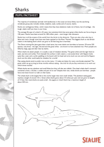 Sharks - National Seal Sanctuary