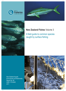 New Zealand Fishes Volume 3 A field guide to common species