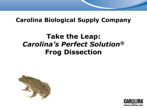 Take the Leap: Carolina's Perfect Solution® Frog Dissection