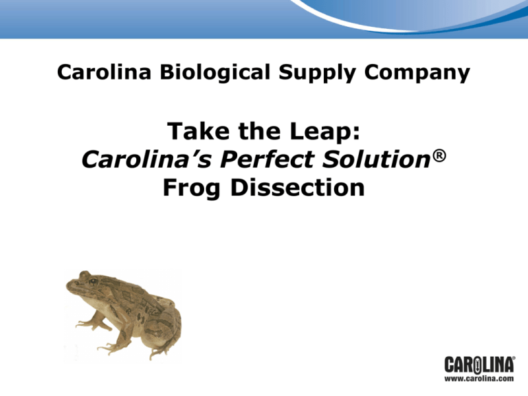 frog leap solution