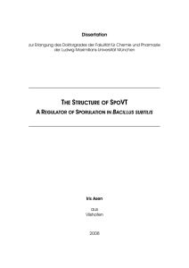 The Structure of SpoVT - A Regulator of Sporulation in Bacillus subtilis