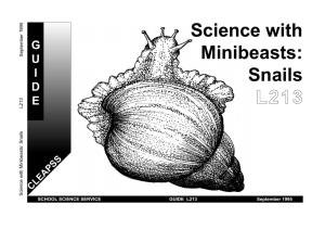 L213 Science with Minibeasts: Snails