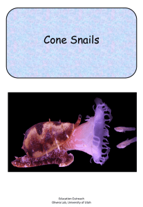 Cone Snails - The Cone Snail