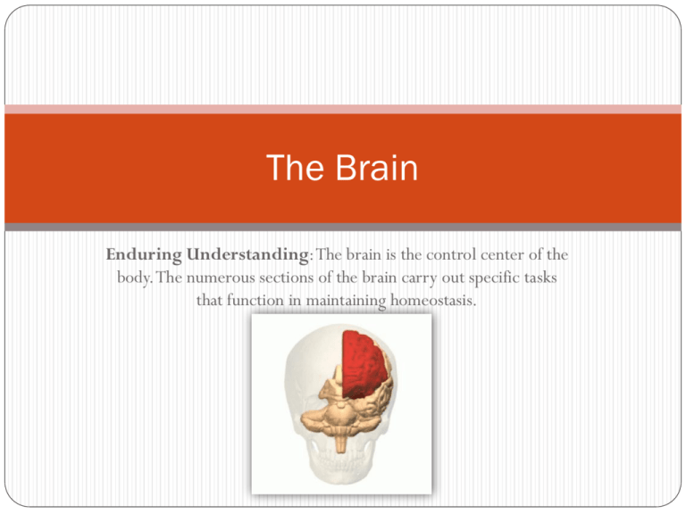 what are 2 ways that scientists figured out which functions correspond to which regions in the brain