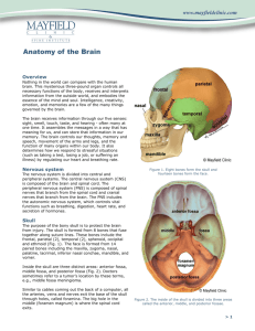 Anatomy of the Brain