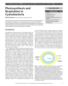 Photosynthesis and Respiration in Cyanobacteria