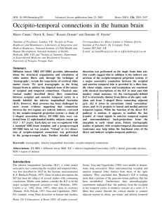 Occipito-temporal connections in the human brain