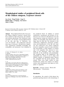 Morphological studies of peripheral blood cells of the Chinese