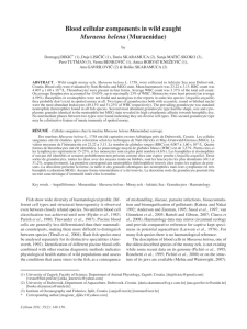 Blood cellular components in wild caught Muraena helena