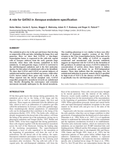 GATA5 in endoderm differentiation - Development
