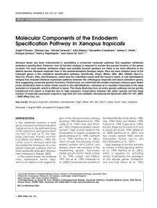 Molecular Components of the Endoderm Specification Pathway in