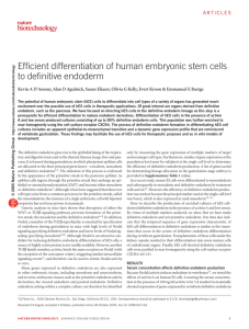 Efficient differentiation of human embryonic stem cells to