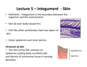 Lecture 5 – Integument