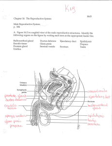 Chapter 16: The Reproductive System p. 506 A. Figure 16.2 is a