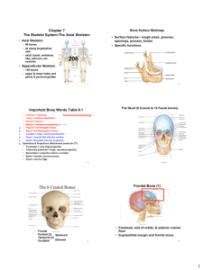 The 8 Cranial Bones