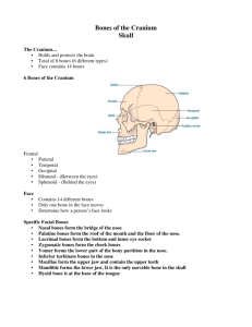 Bones of the Cranium Skull