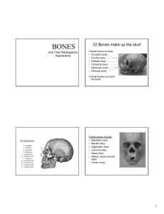 22 Bones make up the skull