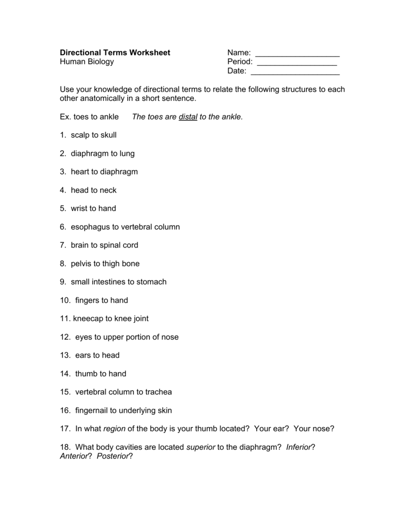 Directional Terms Worksheet Name With Anatomical Terms Worksheet Answers