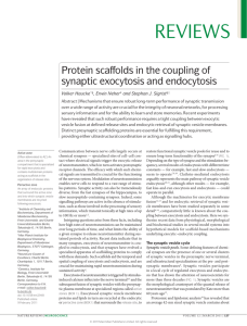 Protein scaffolds in the coupling of synaptic exocytosis and