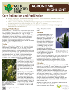 Corn Pollination and Fertilization
