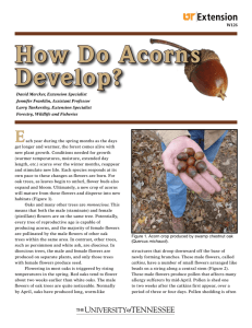 How Do Acorns Develop? - University of Tennessee Extension