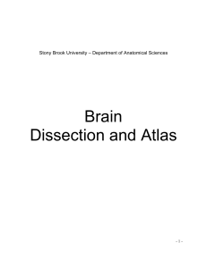 Brain Dissection and Atlas - Stony Brook University School of Medicine