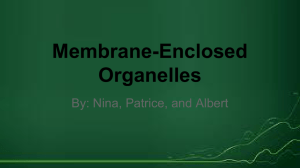 Membrane-Enclosed Organelles