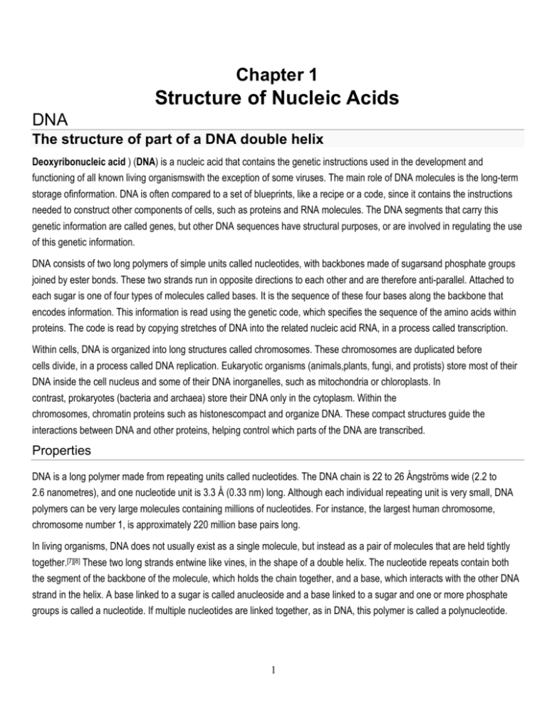nucleic acid assignment pdf