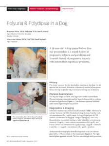Polyuria & Polydipsia in a Dog