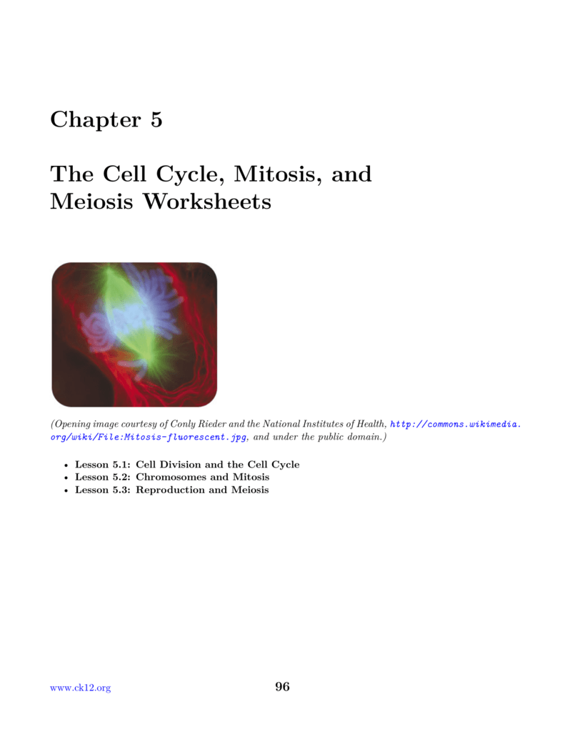 Featured image of post Cell Cycle And Mitosis The creation of identical diploid daughter