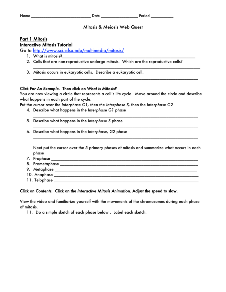 Mitosis Meiosis Web Quest