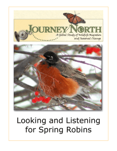 Looking and Listening for Spring Robins