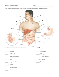 Digestive System - Dsapresents.org