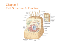 Chapter 3 Cell Structure & Function