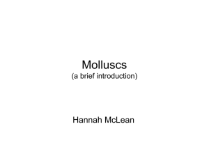 Molluscs (a brief introduction)