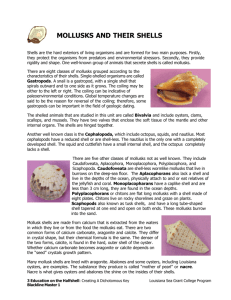 Mollusks and their Shells