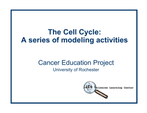 The Cell Cycle: A series of modeling activities